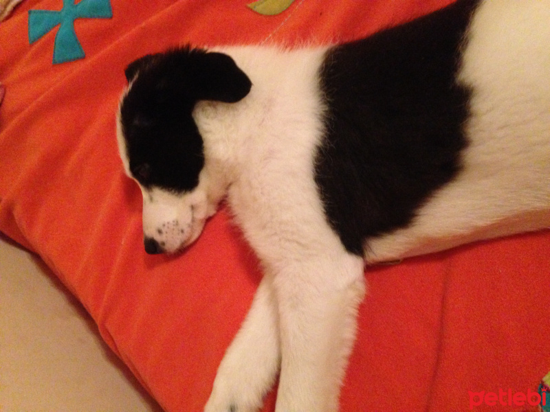 Border Collie, Köpek  Rubby fotoğrafı