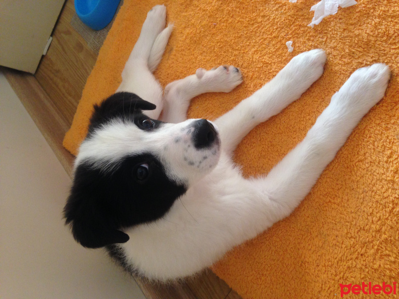 Border Collie, Köpek  Rubby fotoğrafı