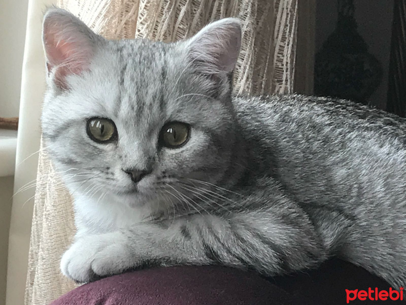 British Shorthair, Kedi  Simba fotoğrafı