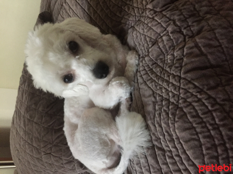 Maltese, Köpek  Viski fotoğrafı