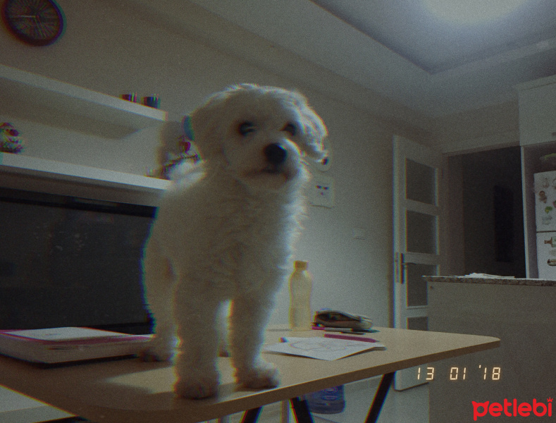Maltese, Köpek  Viski fotoğrafı