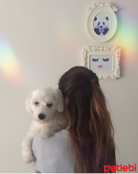 Maltese, Köpek  Viski fotoğrafı
