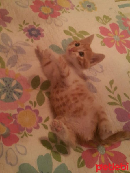 Soke, Kedi  Minik fotoğrafı
