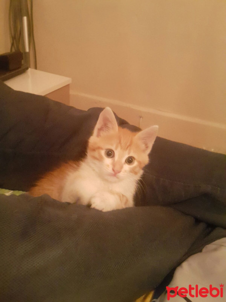 Soke, Kedi  Minik fotoğrafı