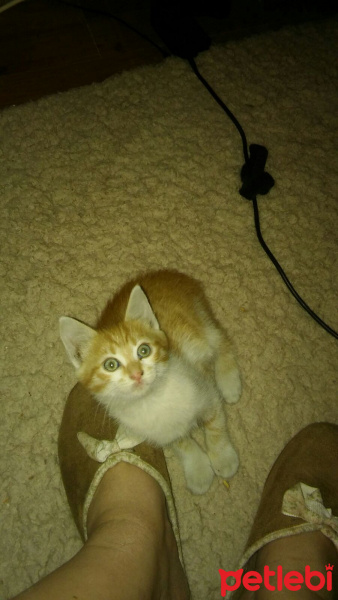 Soke, Kedi  Minik fotoğrafı
