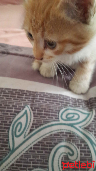 Soke, Kedi  Minik fotoğrafı