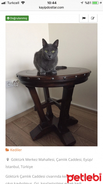 Mavi Rus, Kedi  Yoda fotoğrafı