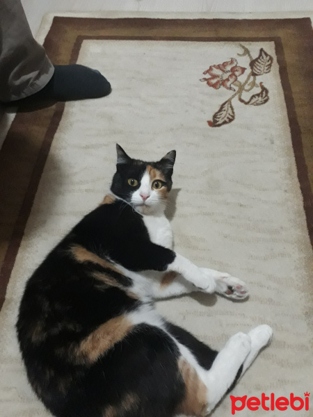 American Wirehair, Kedi  Mira fotoğrafı