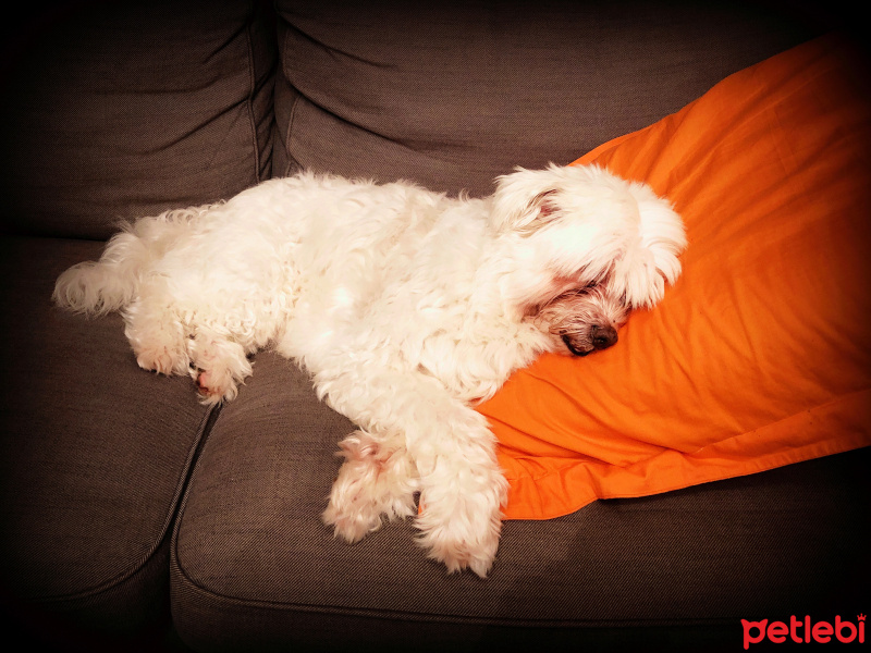 Maltese, Köpek  Daffy fotoğrafı