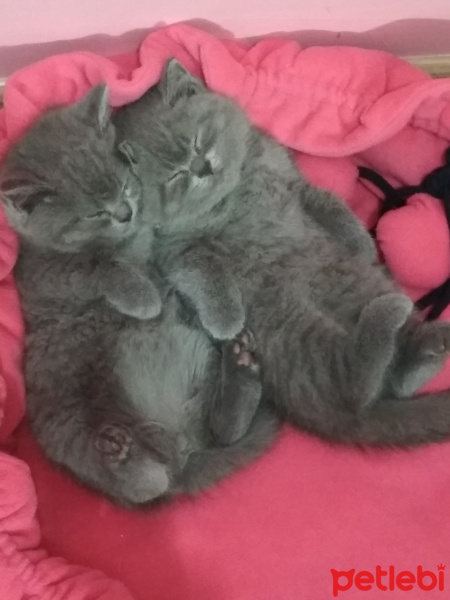 British Shorthair, Kedi  Mia fotoğrafı