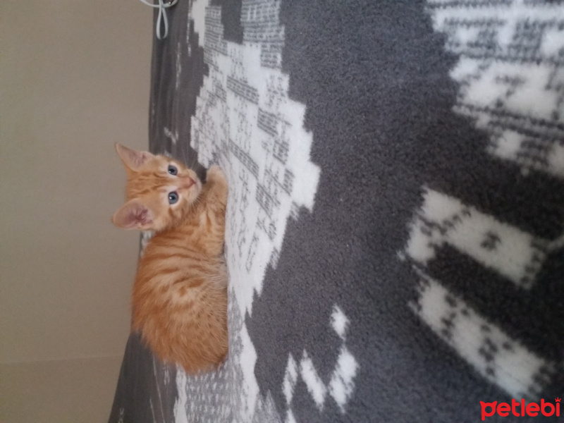 Tekir Kedi, Kedi  Minnos fotoğrafı