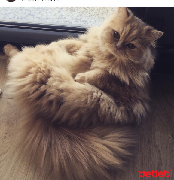 Chinchilla, Kedi  Mia fotoğrafı