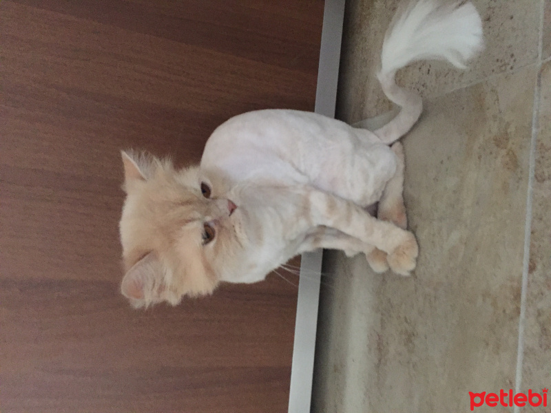 Chinchilla, Kedi  Mia fotoğrafı