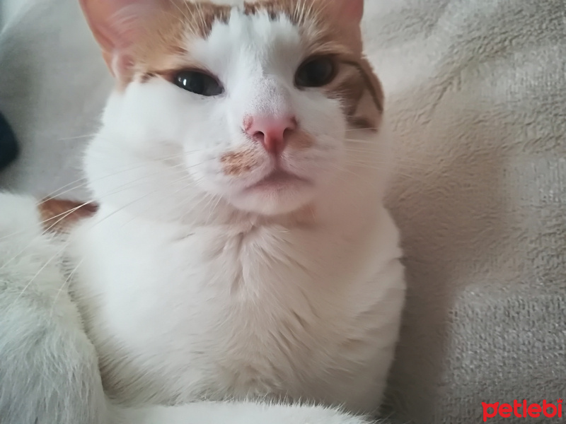 Tekir Kedi, Kedi  Paşa fotoğrafı