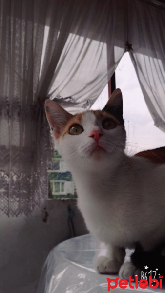 Tekir Kedi, Kedi  mirmir fotoğrafı