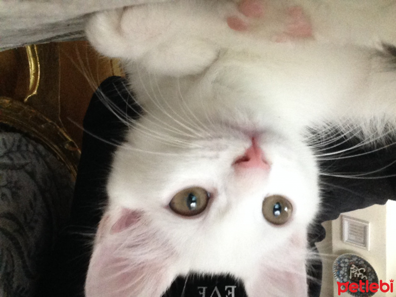 Tekir Kedi, Kedi  mirmir fotoğrafı