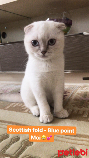 Scottish Fold, Kedi  Moi fotoğrafı