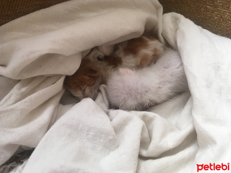 Tekir Kedi, Kedi  5 Günlük yavrular fotoğrafı