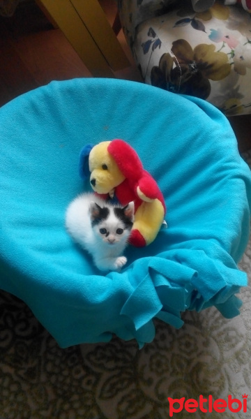 Tekir Kedi, Kedi  Pamuk  fotoğrafı
