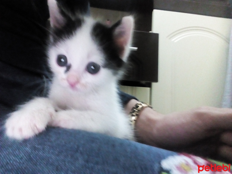 Tekir Kedi, Kedi  Pamuk  fotoğrafı