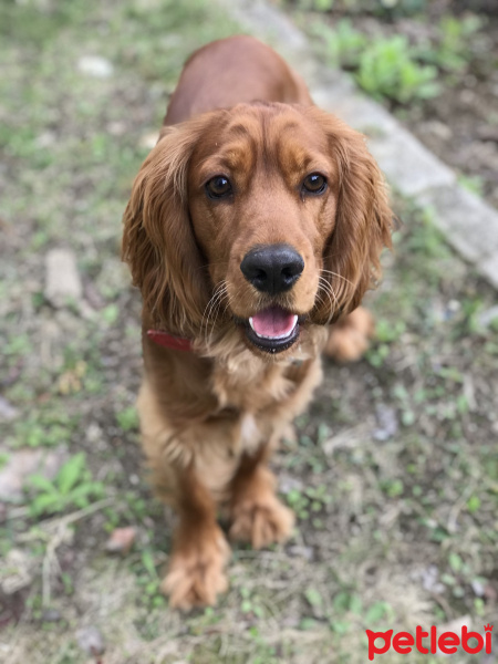 Amerikan Cocker Spaniel, Köpek  Pati fotoğrafı
