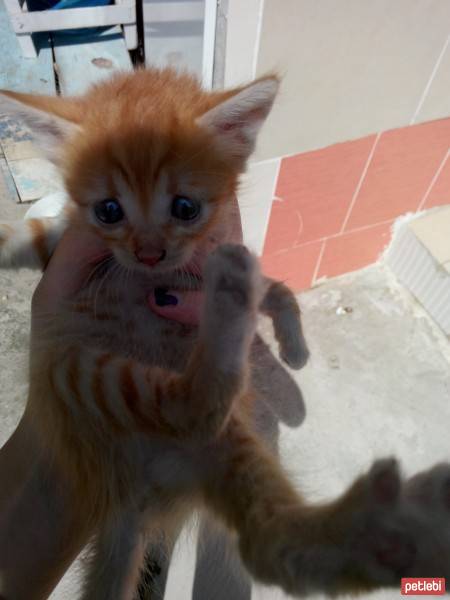 Tekir Kedi, Kedi  miniş fotoğrafı