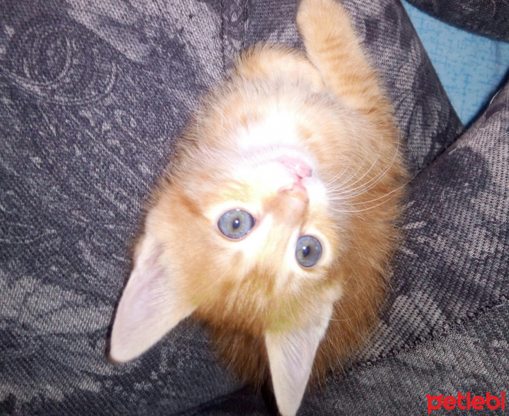 Soke, Kedi  Şanslı fotoğrafı
