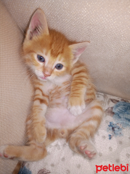 Soke, Kedi  Şanslı fotoğrafı