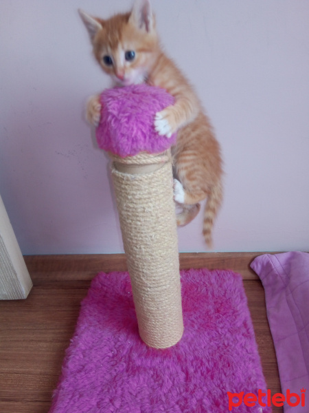 Soke, Kedi  Şanslı fotoğrafı