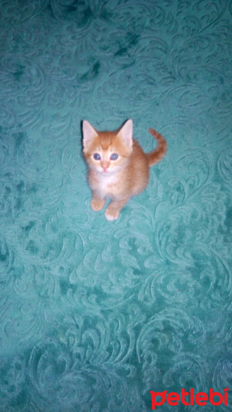 Soke, Kedi  Şanslı fotoğrafı