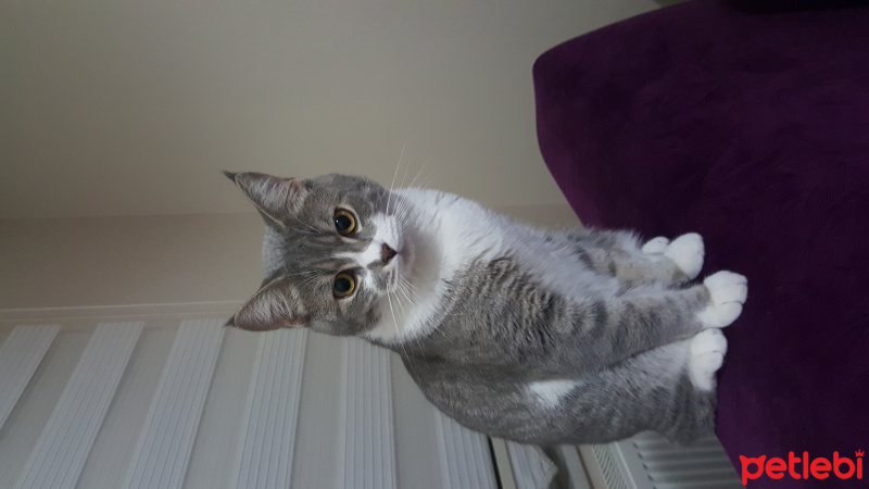 Tekir Kedi, Kedi  Peri fotoğrafı