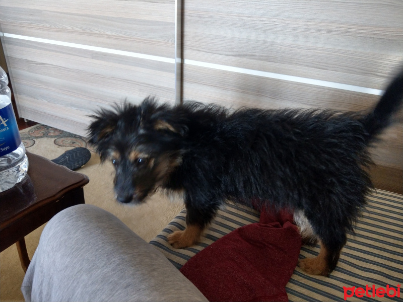 Welsh Terrier, Köpek  Çarli fotoğrafı