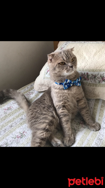 Scottish Fold, Kedi  Muffin fotoğrafı