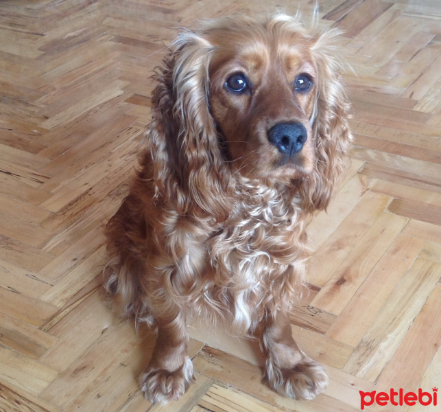 İngiliz Cocker Spaniel, Köpek  Pıtır  fotoğrafı