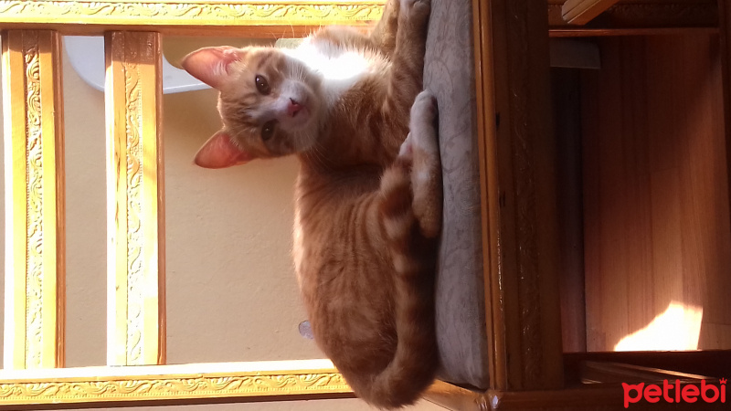 Tekir Kedi, Kedi  SEYMISTAT fotoğrafı