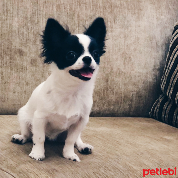 Chihuahua, Köpek  Bizu fotoğrafı