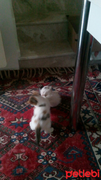 Japon Bobtail, Kedi  Mırnav ile Boncuk fotoğrafı