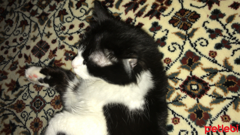 Siyam Kedisi, Kedi  Siyo fotoğrafı