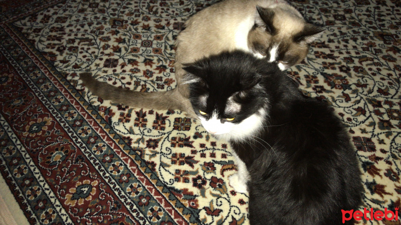 Siyam Kedisi, Kedi  Siyo fotoğrafı
