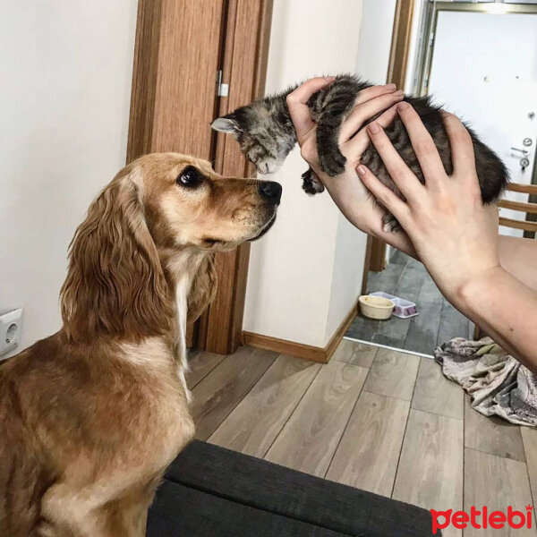 Tekir Kedi, Kedi  Kiara fotoğrafı