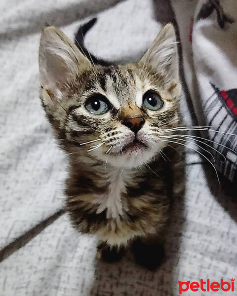 Tekir Kedi, Kedi  Kiara fotoğrafı