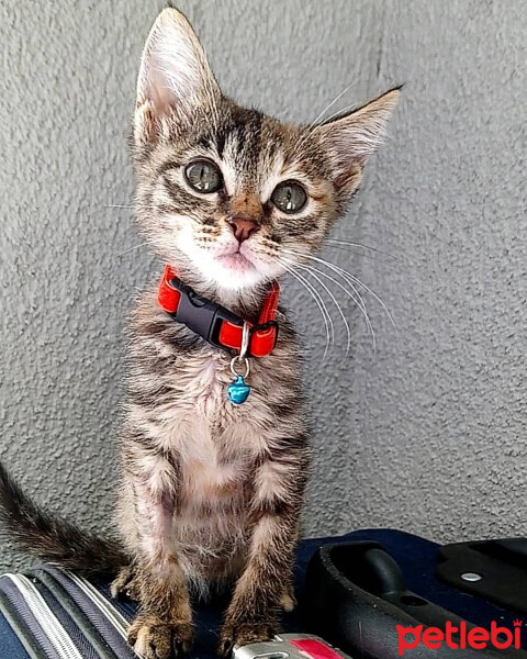 Tekir Kedi, Kedi  Kiara fotoğrafı