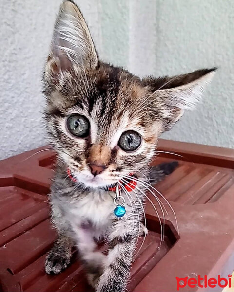 Tekir Kedi, Kedi  Kiara fotoğrafı