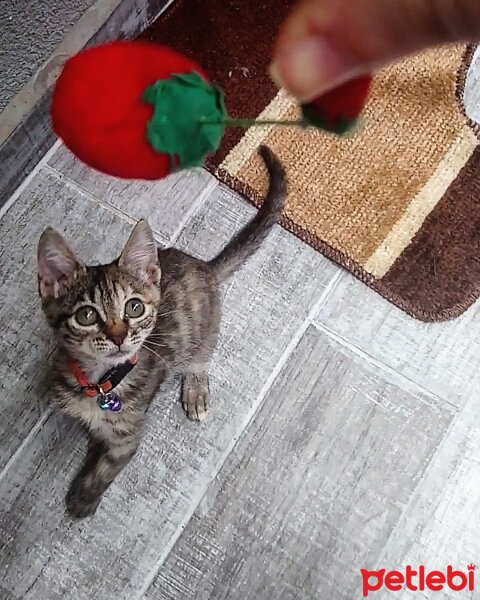 Tekir Kedi, Kedi  Kiara fotoğrafı