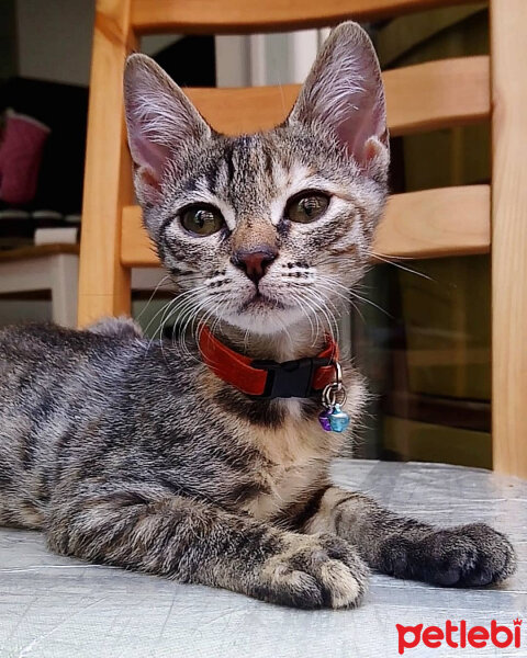 Tekir Kedi, Kedi  Kiara fotoğrafı