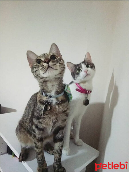 Tekir Kedi, Kedi  Kiara fotoğrafı