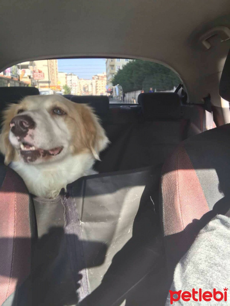 Golden Retriever, Köpek  RASTA fotoğrafı