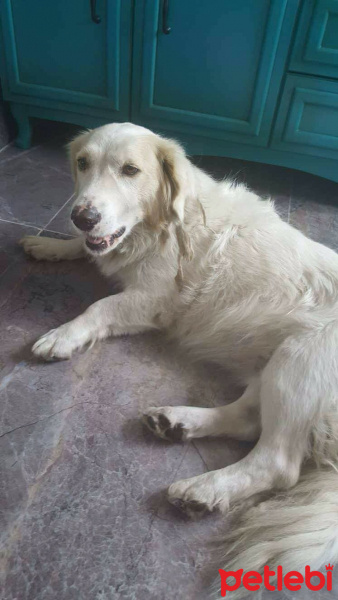 Golden Retriever, Köpek  RASTA fotoğrafı