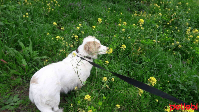 Golden Retriever, Köpek  RASTA fotoğrafı
