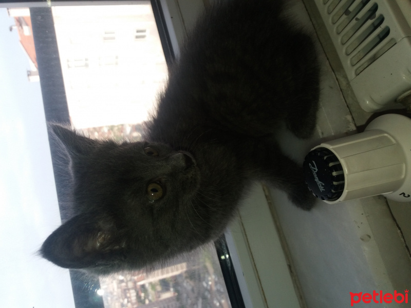 British Shorthair, Kedi  Duman fotoğrafı
